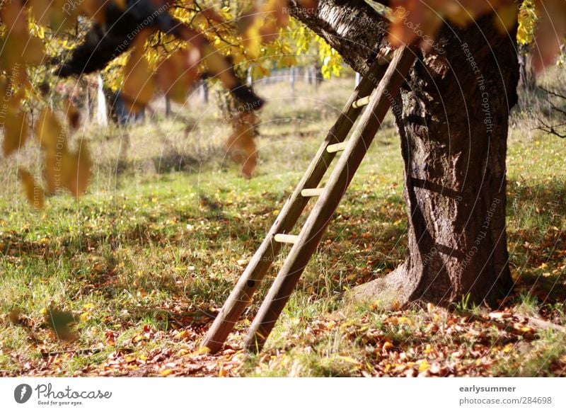 Golden October Thanksgiving Hallowe'en Ladder Nature Autumn Beautiful weather Tree Grass Leaf Garden Meadow Field Hunting Blind Tree house Old Large Warmth