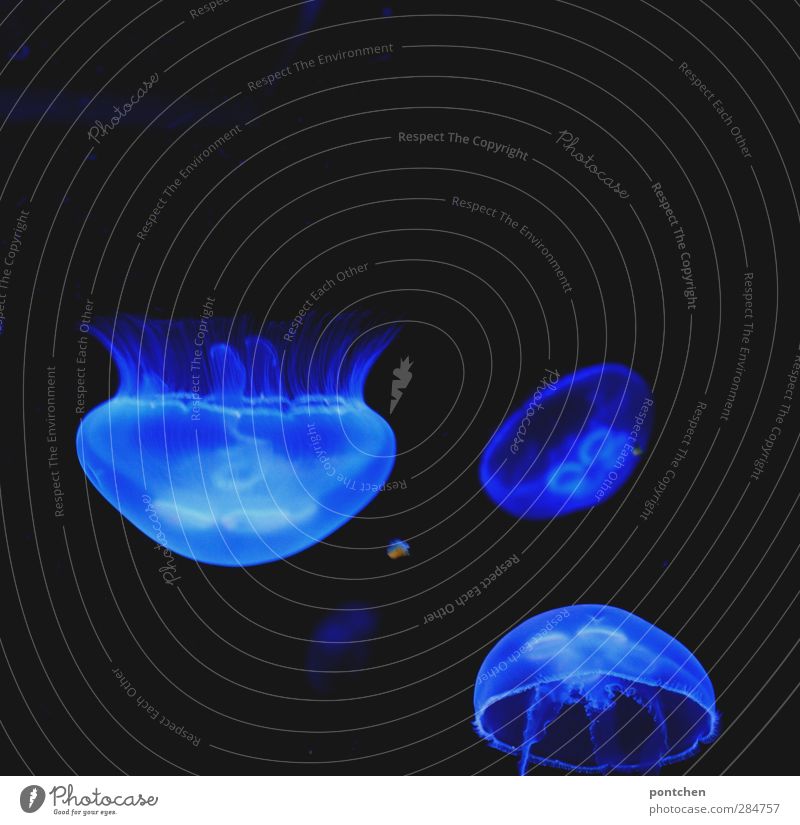 Bright blue jellyfish in dark water. Aquarium Jellyfish Group of animals Blue Black Water Illuminate Transparent Aquatic animal bright Opposite Gaudy