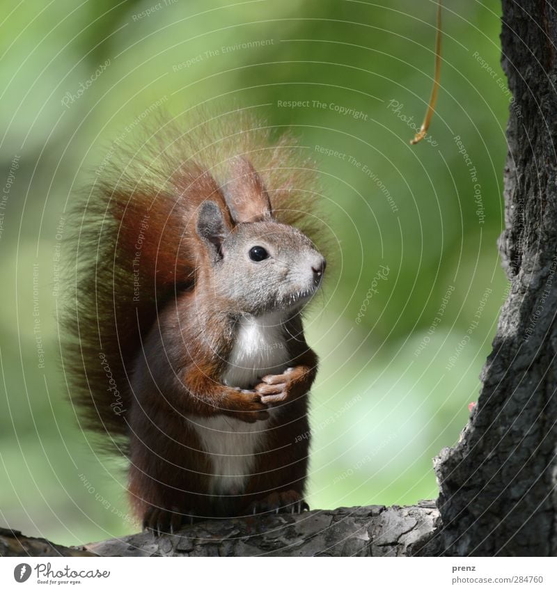 hypnohörnchen Environment Nature Animal Tree Wild animal 1 Brown Green Squirrel Rodent Tree bark Cute Sit Stand Colour photo Exterior shot Deserted