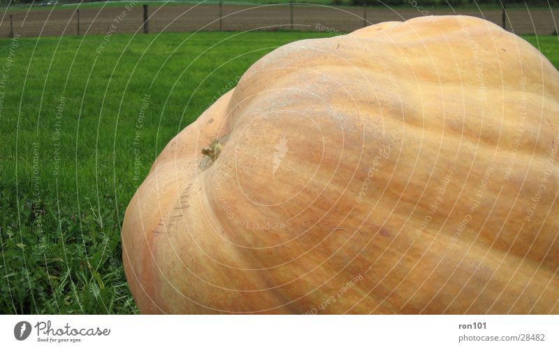 PUMPKIN Hallowe'en Meadow Green Pumpkin orange 380 kg