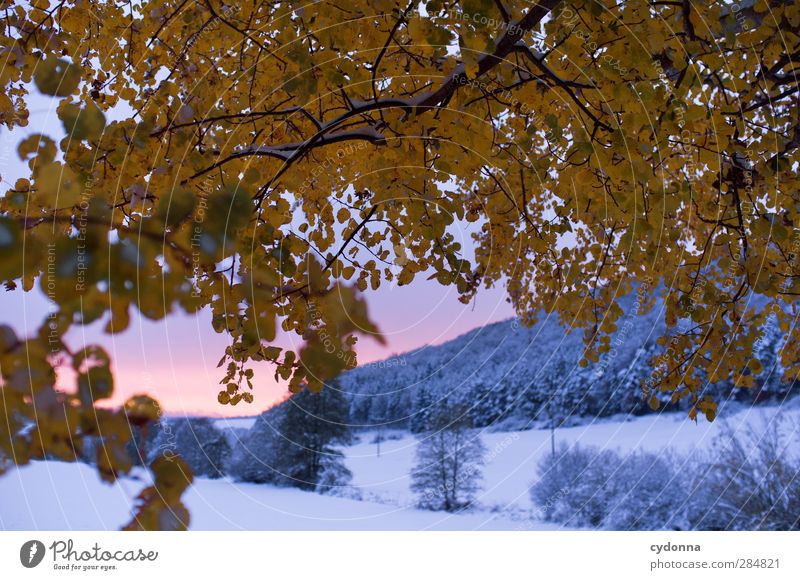 onset of winter Environment Nature Landscape Sunrise Sunset Autumn Winter Weather Ice Frost Snow Tree Leaf Esthetic Uniqueness Experience Freedom Idyll Cold