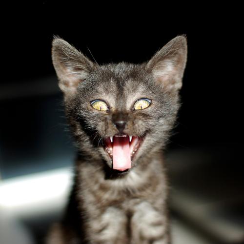 cheeky cat Hallowe'en Pet Cat Animal face Kitten Cat's tongue 1 Baby animal Laughter Cool (slang) Brash Creepy Brown Gray Black Whimsical Colour photo