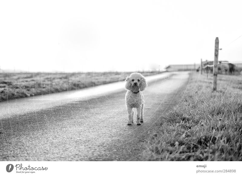 on the road Environment Nature Landscape Sky Meadow Field Animal Pet Dog 1 Natural Curiosity Street Lanes & trails Maltese Black & white photo Exterior shot