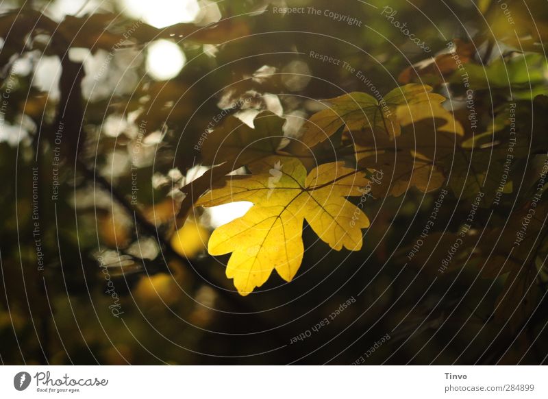 Before the day is at an end Nature Plant Autumn Leaf Forest Beautiful Calm tranquillity Rachis Autumnal Moody Translucent Delicate Colour photo Exterior shot