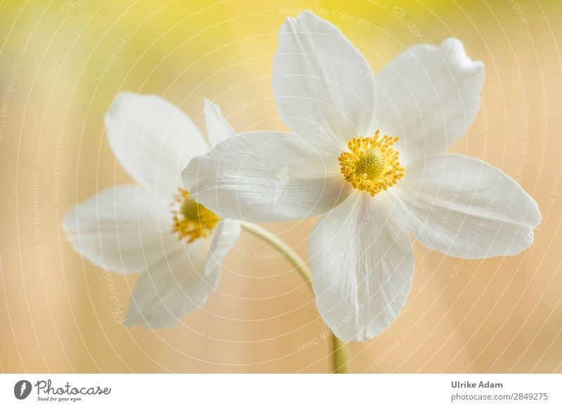 white anemones Elegant Wellness Life Harmonious Well-being Contentment Relaxation Calm Meditation Cure Spa Decoration Wallpaper Feasts & Celebrations