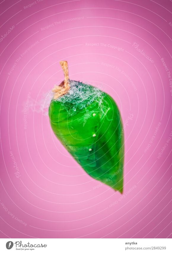 A green pupa of the tropical butterfly Beautiful Life Nature Butterfly Sleep Green Pink pupae Insect Cocoon Shell butterfly pupa Monarch butterfly Bug