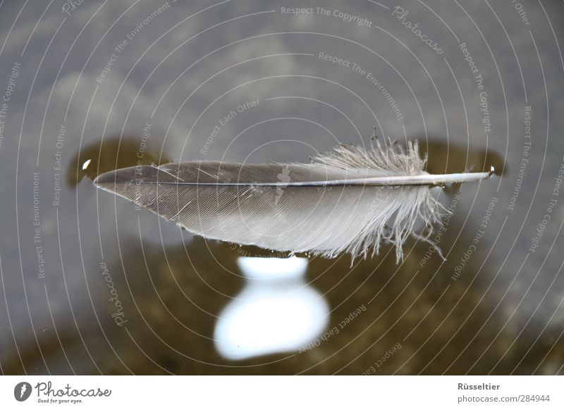 The floating feather Swimming & Bathing Water Pond Cold Freedom Feather Colour photo Subdued colour Close-up Deserted