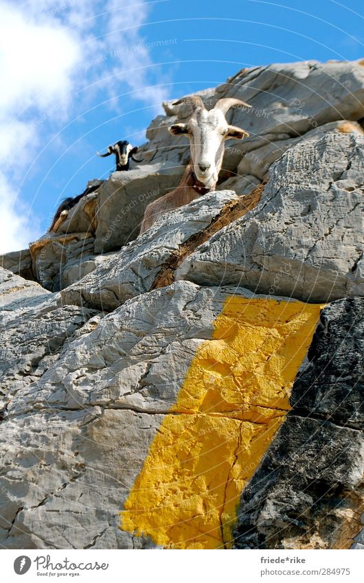 Look who's looking. Nature Landscape Sky Clouds Hill Mountain Peak Animal Farm animal Goats 2 Sit Hiking Blue Yellow Gray Black White Crete Chania Colour photo