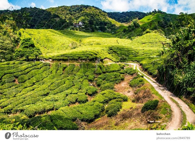 all paths lead...to the tea;) Vacation & Travel Tourism Trip Adventure Far-off places Freedom Nature Landscape Plant Tree Bushes Leaf Agricultural crop
