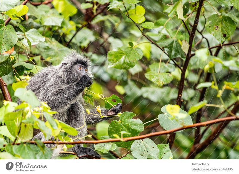 what a monkey show Animal portrait Deserted Exterior shot Colour photo Cute Amazed Bako National Park Borneo Malaya Wanderlust Fantastic Exotic Exceptional