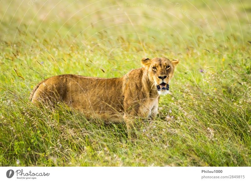 Lioness sitting in the savannah Face Vacation & Travel Woman Adults Nature Animal Park Cat Natural Wild Yellow Dangerous Nairobi Africa african background