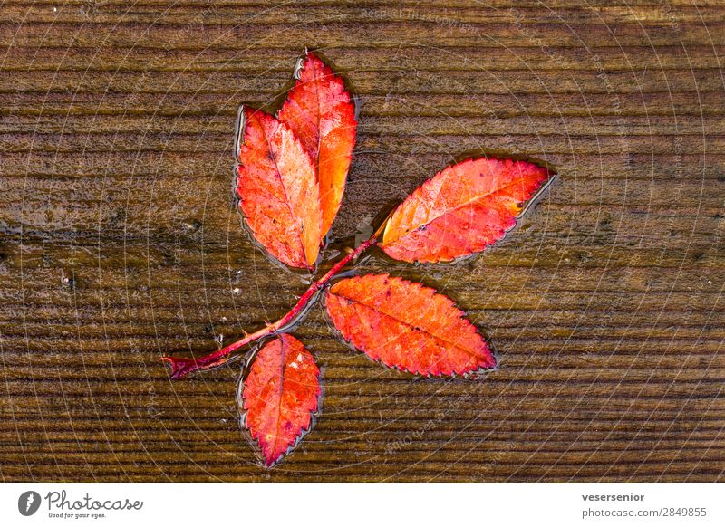 autumn love Plant Rain Rowan tree leaf Glittering Wet Beautiful Red Emotions Love Romance Belief Humble Senior citizen Esthetic Uniqueness End Colour