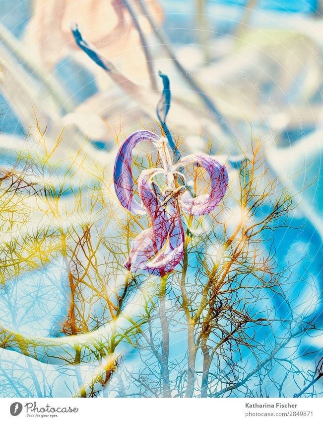 Tulip withers double exposure Art Nature Plant Spring Summer Autumn Winter Flower Leaf Blossom Bouquet Illuminate Faded Blue Yellow Gold Green Violet Orange