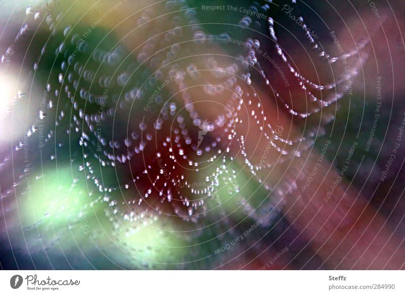 a pearl trap Spider's web Trap Net Ambush Network differently natural symmetry Fine Ease Easy raindrops Interlaced Symmetry Drop Abstract Furtive Snapshot