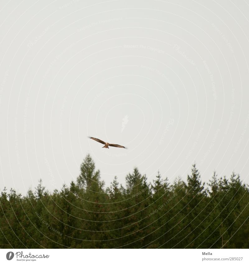 Withdrawn Environment Nature Air Tree Treetop Fir branch Forest Coniferous forest Animal Bird Kite Red kite 1 Flying Free Natural Gray Freedom Glide Search