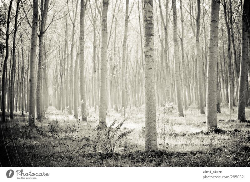 Birch forest in black and white Relaxation Calm Agriculture Forestry Saw Art Environment Nature Landscape Elements Summer Beautiful weather Tree Grass Bushes
