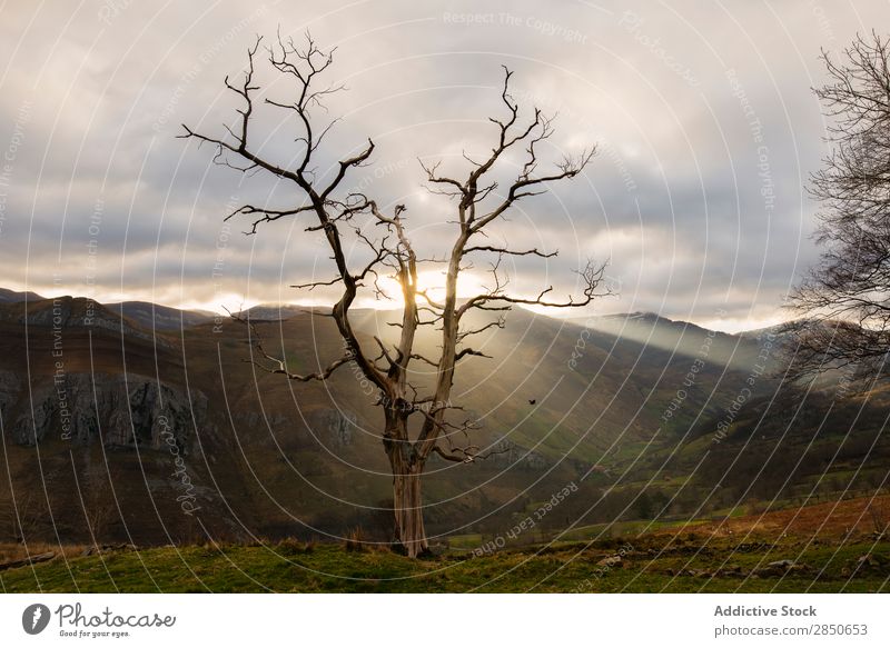 Sun shinning through leafless tree Landscape Tree Bare Nature tranquil Natural Rural Mountain Autumnal Colour Scene Moody Leafless Morning Sunlight