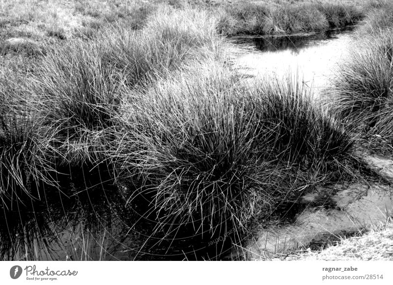 ? Bog Marsh Plant Bushes Grass Water