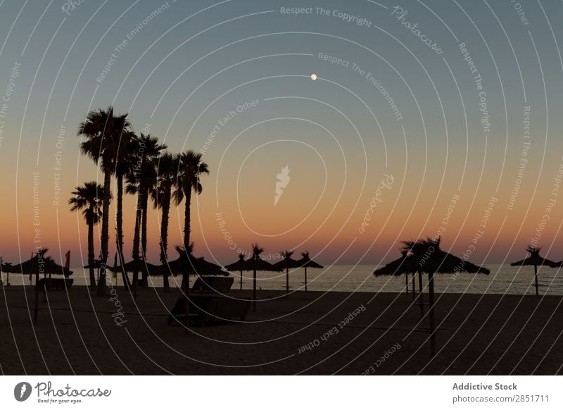 Moon on the beach Beach Night Full Ocean moonlit Palm of the hand Tree Landscape Background picture Water Beautiful romantic Coast scenery Nature Summer Sand