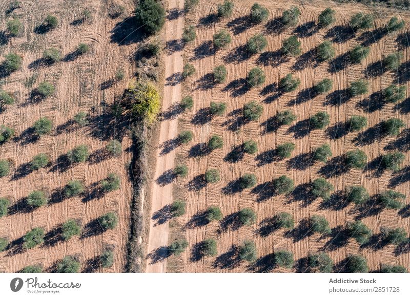 Aerial view of olive fields Vantage point Field Olive Aircraft Drone Shadow Background picture Beautiful Nature Tree Green Colour Summer Natural Plant