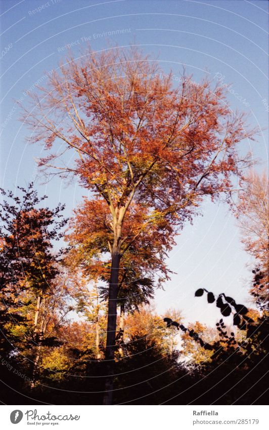 red eye Environment Nature Autumn Plant Tree Leaf Blue Red Sky Cloudless sky Treetop Tree trunk Deciduous tree Deciduous forest Autumn leaves Autumnal