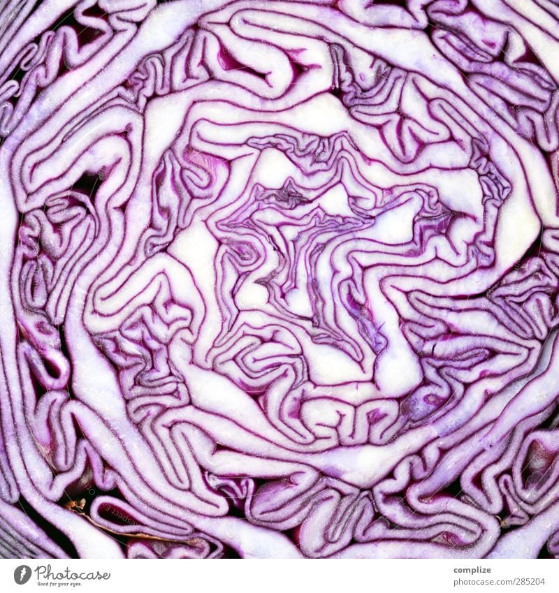 Psychedelic red cabbage Nutrition Eating Organic produce Vegetarian diet Diet Plant Dance Fantastic Violet Red cabbage Red cabbage leaf Music