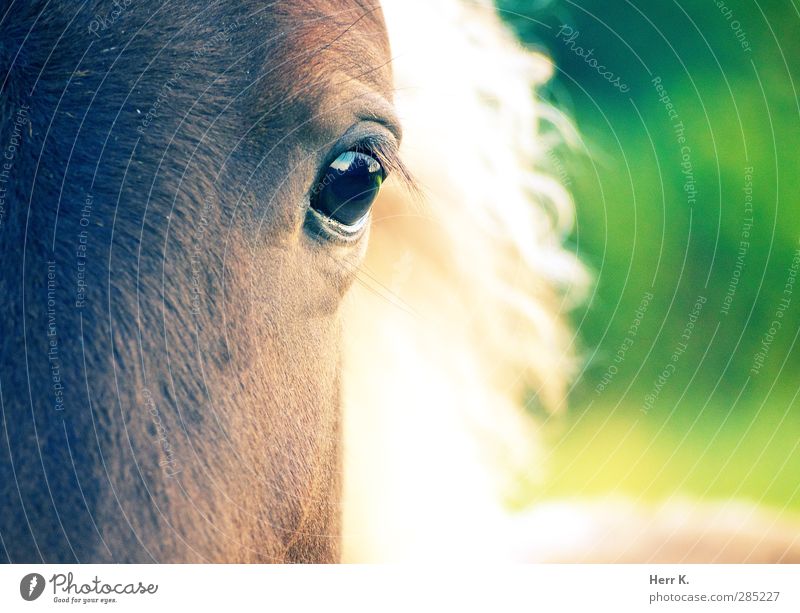 From The Horse's Eye Animal Animal face 1 Esthetic Exceptional Curiosity Cute Smart Brown Multicoloured Green Moody Sympathy Identity Dream Dignity
