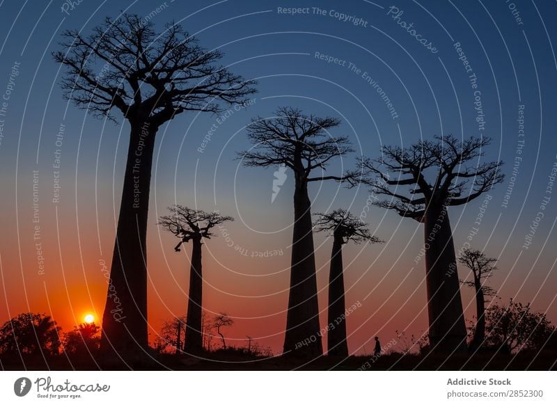 Scenic View of Madagascar Baobab tree Tree Avenue Landscape Nature Beautiful Alley Exotic Background picture Sky Sunset Africa Colour Natural Water Plant