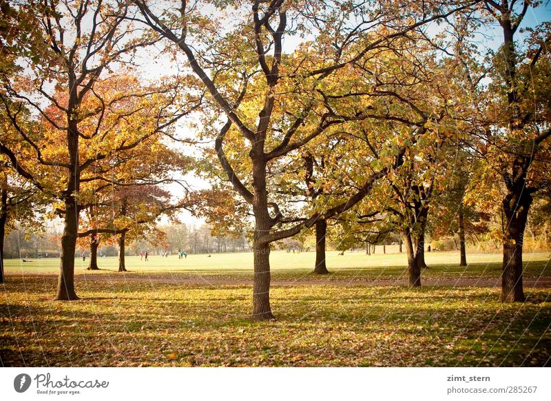 An autumn day To go for a walk Hiking Human being Nature Sunlight Autumn Tree Park Meadow Relaxation To fall Hang Stand Illuminate To dry up Natural Blue Brown