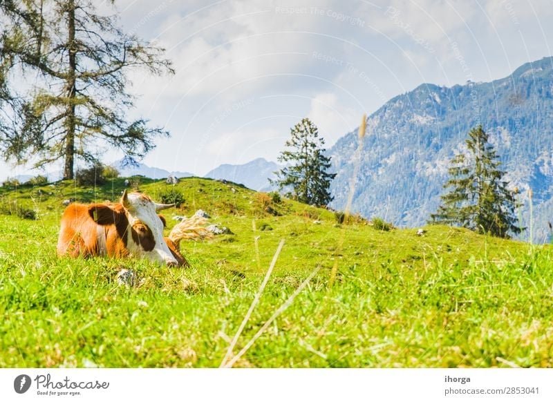 cows in the green meadows of the alps Beautiful Summer Mountain Nature Landscape Animal Sky Tree Grass Meadow Hill Alps Farm animal Cow 1 To feed Blue Brown