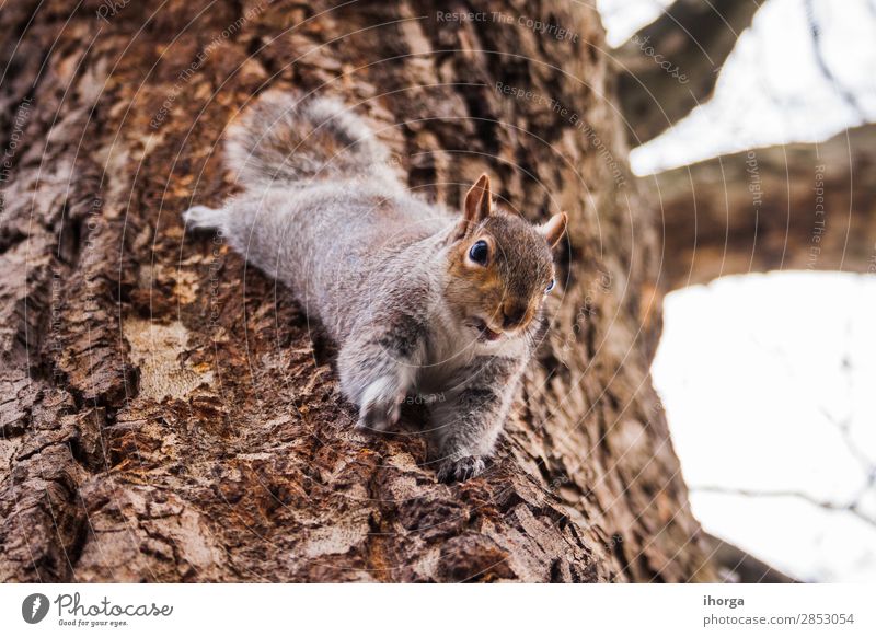 squirrel climbing a tree in a European forest Happy Beautiful Face Playing Winter Climbing Mountaineering Nature Animal Tree Park Forest Fur coat Squirrel 1