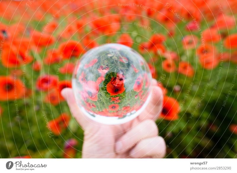 Poppy field in the glass ball Nature Plant Summer Blossom Agricultural crop Field Multicoloured Green Red Poppy blossom Glass ball Landscape format Colour photo
