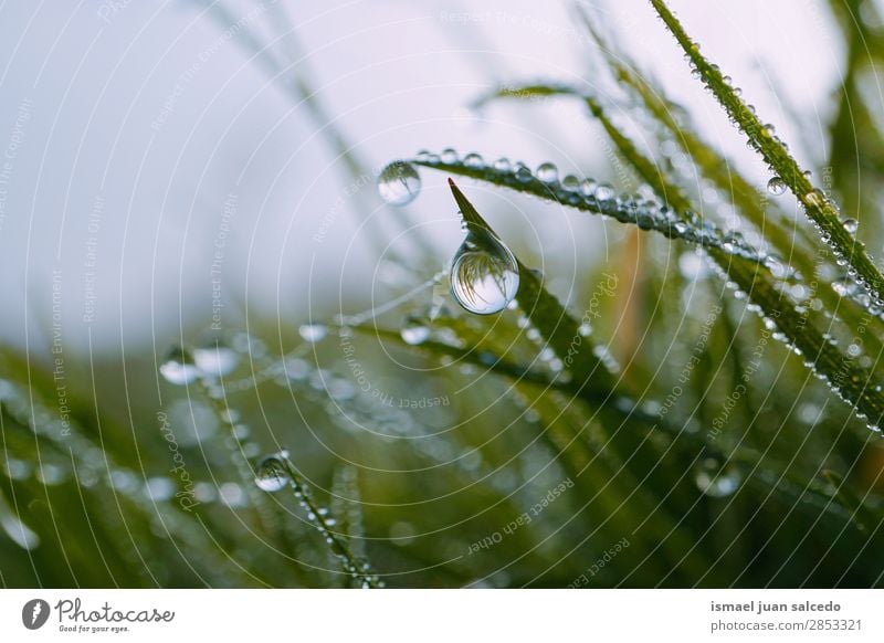 drops on the green plant Grass Plant Leaf Green Drop Rain Glittering Bright Garden Floral Nature Abstract Consistency Fresh Exterior shot background
