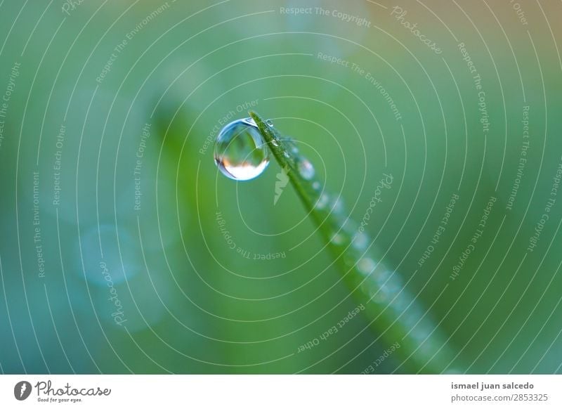drops on the grass Grass Plant Leaf Green Drop Rain Glittering Bright Garden Floral Nature Abstract Consistency Fresh Exterior shot background