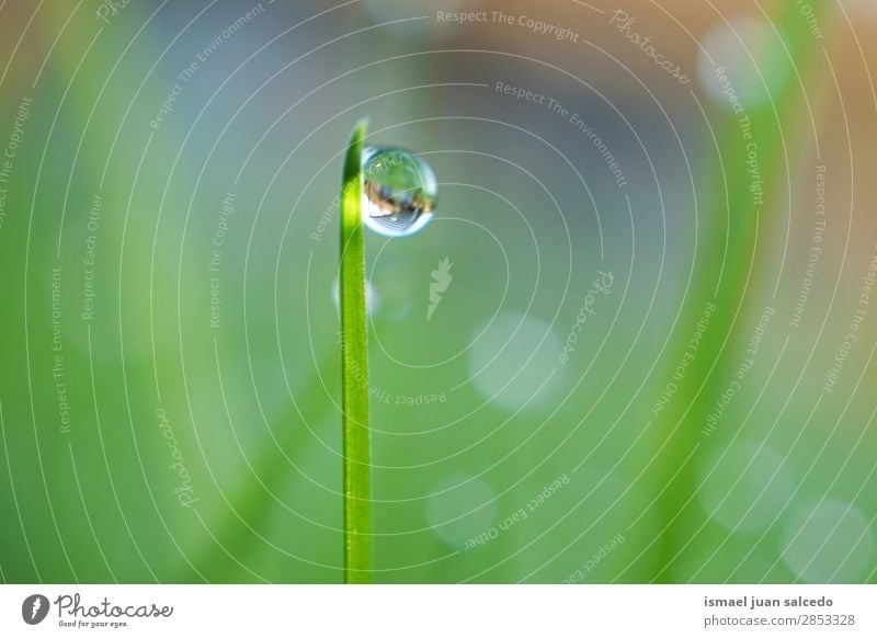 drop on the green leaves Grass Plant Leaf Green Drop Rain Glittering Bright Garden Floral Nature Abstract Consistency Fresh Exterior shot background
