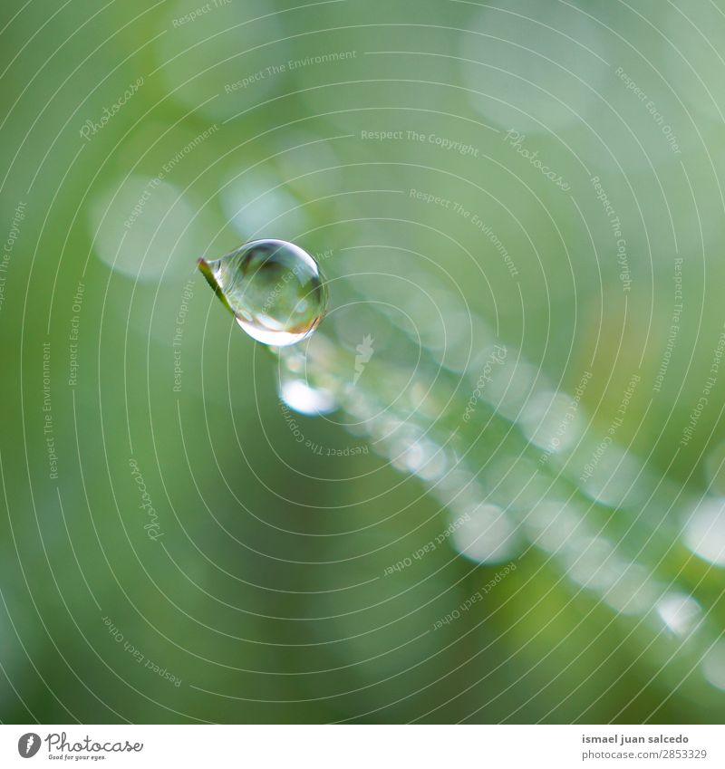 drop on the green plant Grass Plant Leaf Green Drop Rain Glittering Bright Garden Floral Nature Abstract Consistency Fresh Exterior shot background