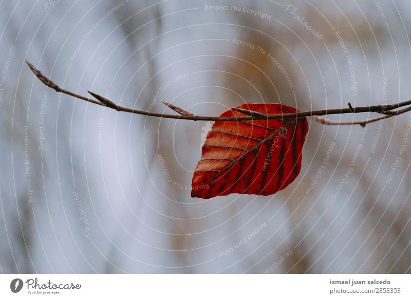 brown tree leaf in the nature Branch Leaf Brown Nature Abstract Consistency Exterior shot background Beauty Photography Fragile Autumn Winter