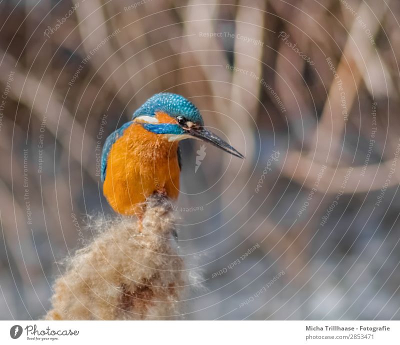 Kingfisher at the river Nature Animal Water Sunlight Beautiful weather Common Reed River bank Wild animal Bird Animal face Wing Beak Feather Eyes 1 Observe