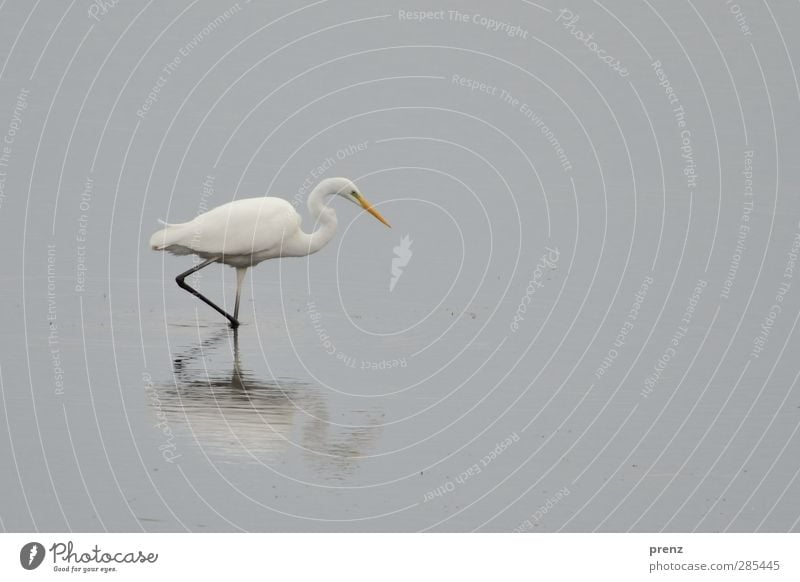 swell Environment Nature Animal Wild animal Bird 1 Gray White Heron Great egret Stride bird Reflection Colour photo Exterior shot Deserted Copy Space right