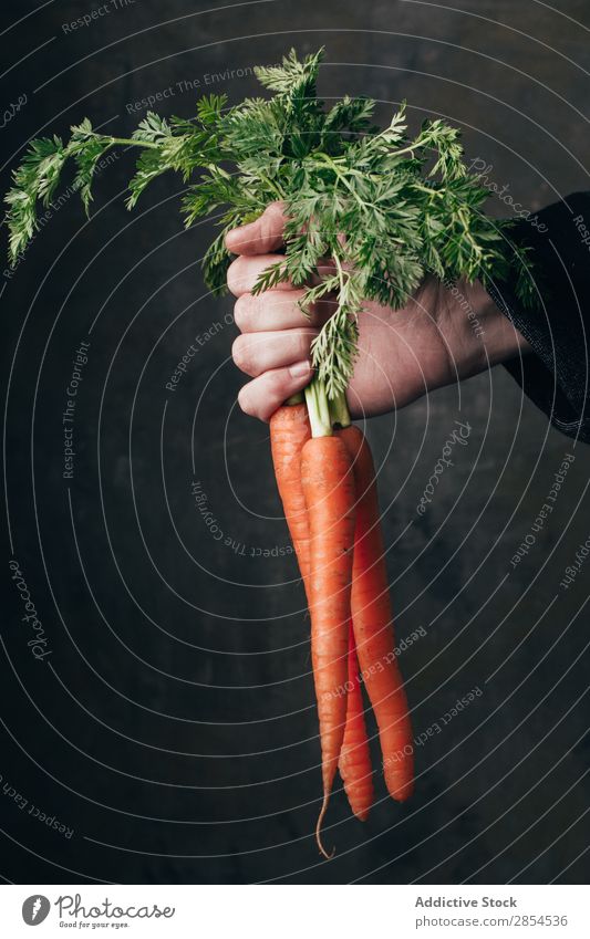 Hand holding a bunch of fresh carrots Background picture bunche Carrot Multicoloured Dark Food Fresh Harvest Healthy Hold Metal Nutrition Orange Organic Raw