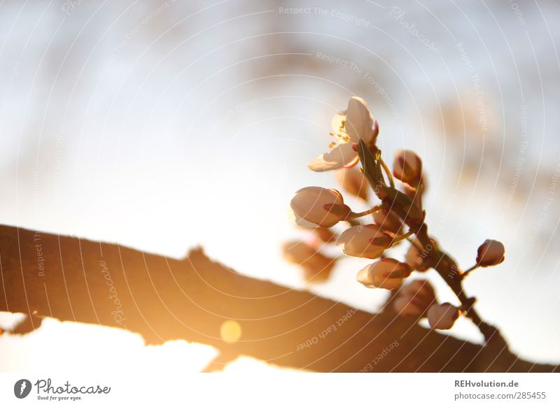 "You have a blooming imagination!" Plant Tree Blossom Agricultural crop Natural Beautiful Blossoming Lens flare Colour photo Exterior shot Detail Day Evening