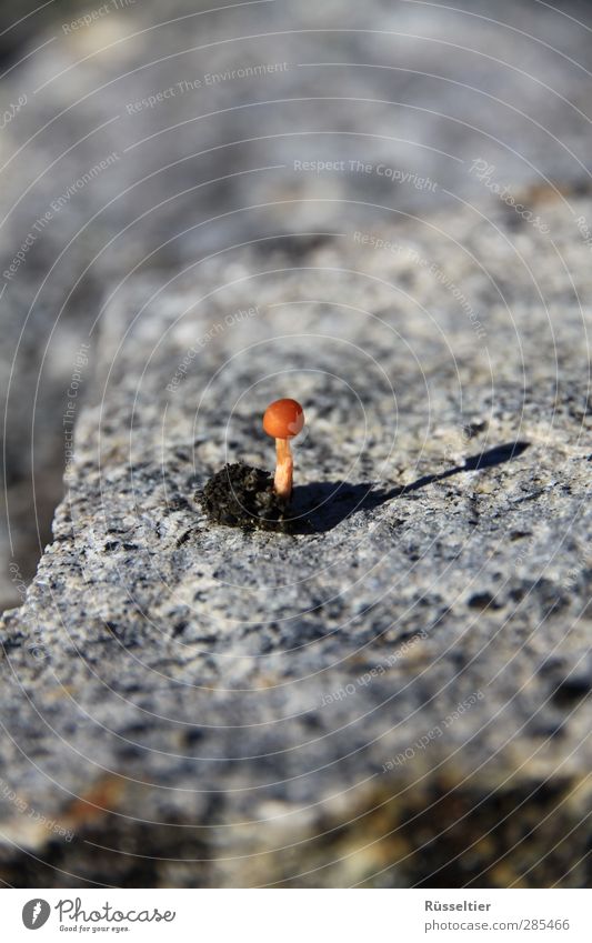 A little man sat at the stone.... Nature Mushroom Rock Stone Simple Thrifty Loneliness Colour photo Exterior shot Close-up Detail