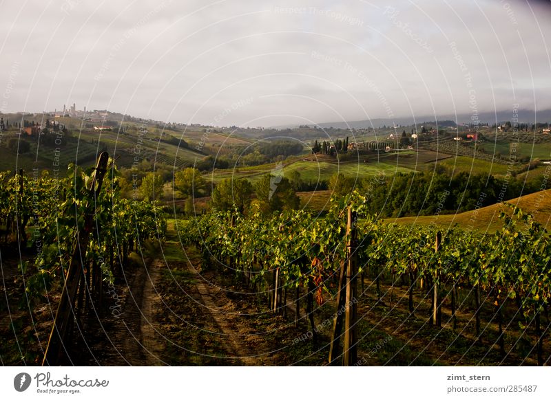 Vineyards in Tuscany Wellness Life Calm Vacation & Travel Tourism Trip Freedom Sightseeing City trip Agriculture Forestry Landscape Elements Clouds Autumn