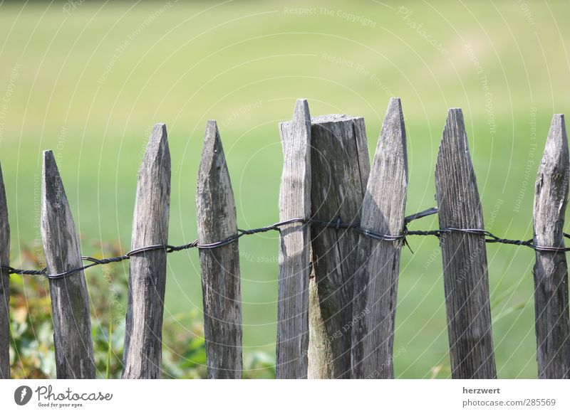 Wink with the fence post Garden Nature Spring Meadow Wood Gray Fence Boundary Subdued colour Exterior shot Deserted
