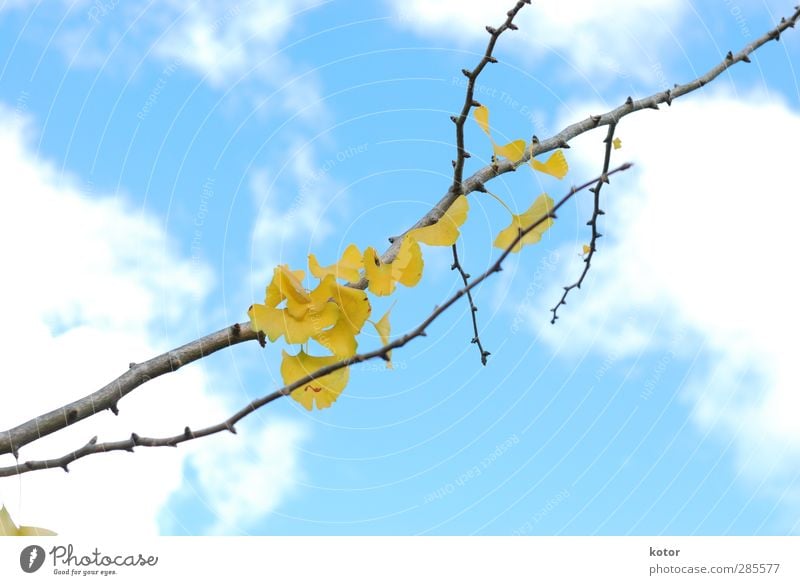Ginkgo No. 276 Environment Nature Plant Air Sky Autumn Climate change Garden Park Emotions Anticipation Optimism Romance Beautiful Hope Fear of the future