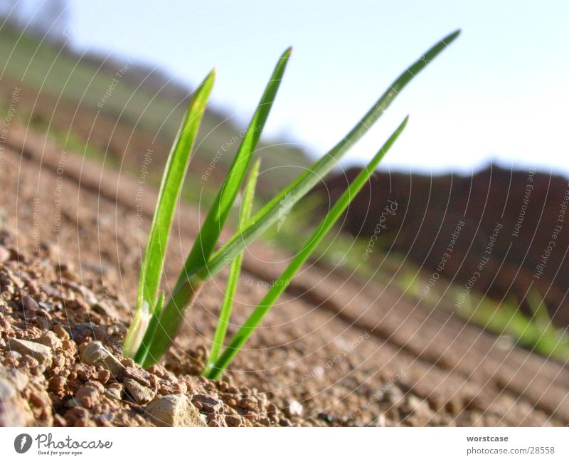 grass seedlings Plant Grass To break (something) Brown Green Floor covering Earth Close-up
