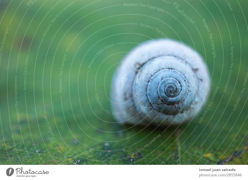 snail on the plant Snail Animal Bug White Insect Small Shell Spiral Nature Plant Garden Exterior shot Fragile Cute Beauty Photography Loneliness background