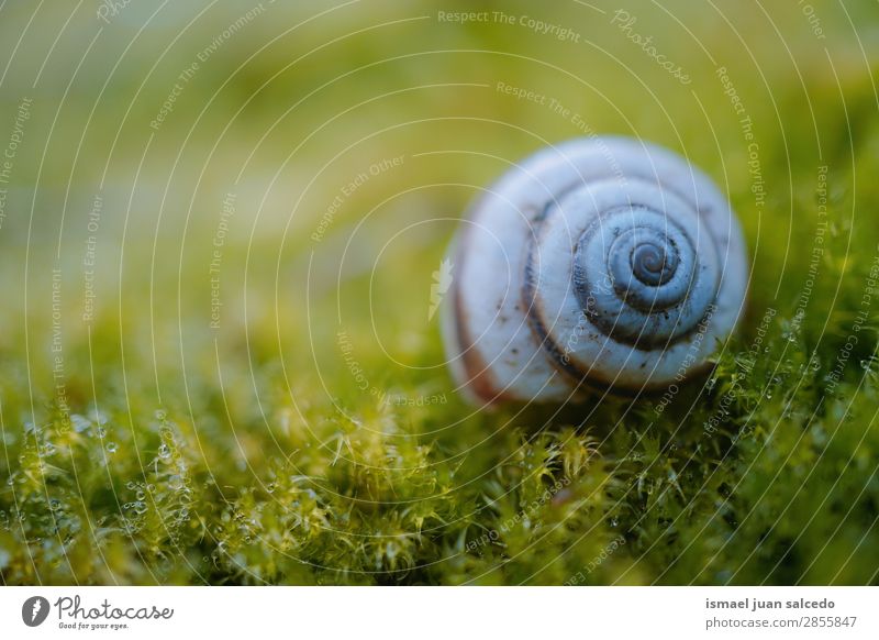 snail in the nature Snail Animal Bug White Insect Small Shell Spiral Nature Plant Garden Exterior shot Fragile Cute Beauty Photography Loneliness background
