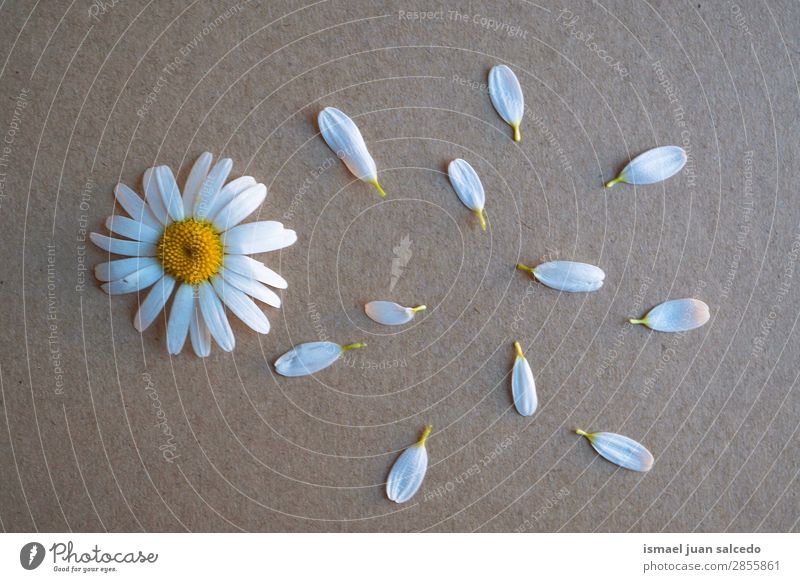 daisy flower plant petals Flower Daisy Family White Blossom leave Plant Garden Floral Nature Decoration romantic Beauty Photography Fragile background Spring