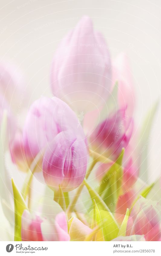 a hint of spring Tulip Blossom Colour Emotions Style Moody Colour photo Exterior shot Interior shot Copy Space top Morning Day Light Forward